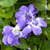 viola-odorata_duchess_de_parme_bloom_01 (1)